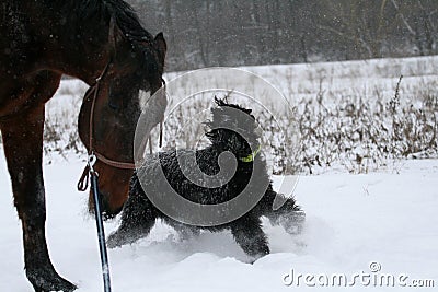 A giant schnauzer on the run A horse stallion runs on a cord, an angry dog â€‹â€‹is gnawed by him a giant schnauzer. Stock Photo